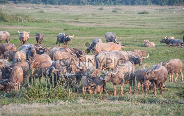 Herd of buffaloes on the field - бесплатный image #186583
