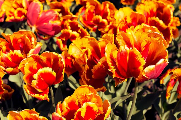 Orange tulips in garden - image #186753 gratis