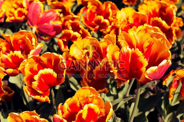 Orange tulips in garden - Free image #186753