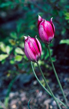 Close-up of pink tulips - Free image #186763