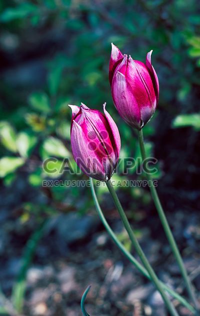 Close-up of pink tulips - бесплатный image #186763