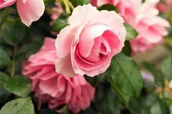 Pink rose in garden - бесплатный image #186793