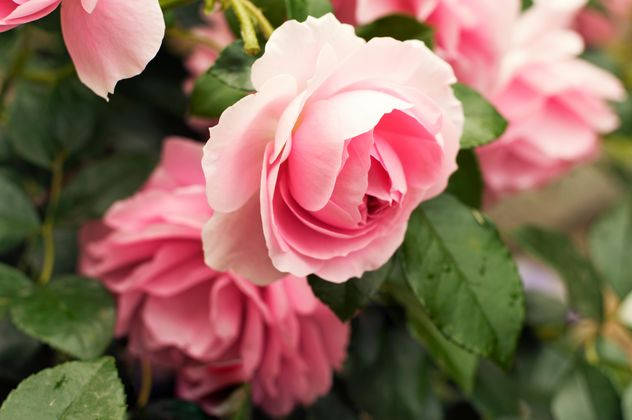 Pink rose in garden - image gratuit #186793 