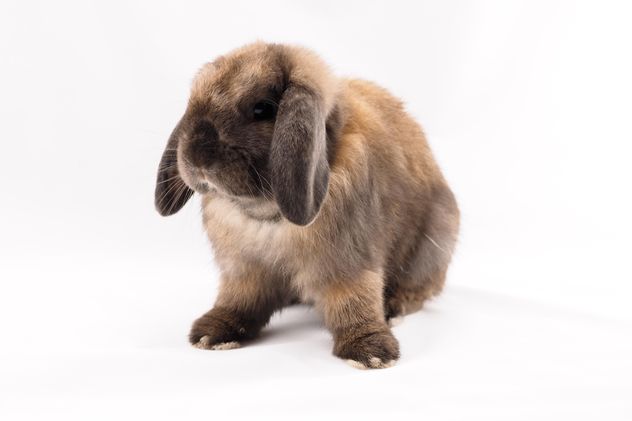 Holland lop rabbit - image gratuit #186943 