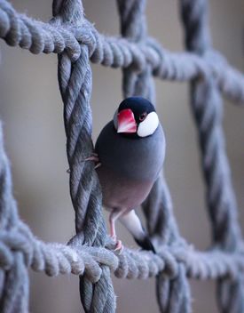 Java sparrow bird - Free image #187183