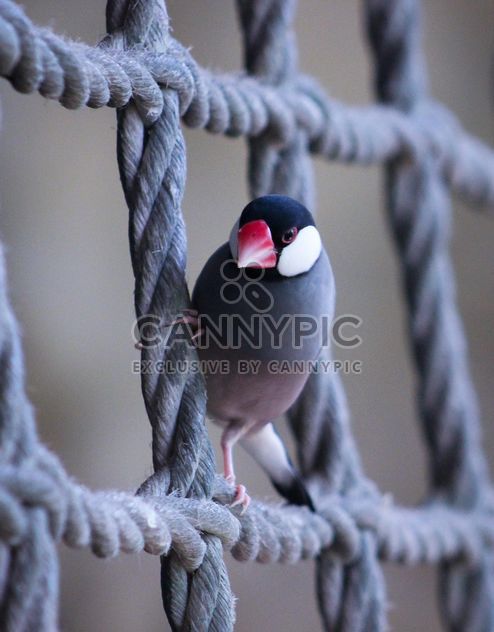 Java sparrow bird - image #187183 gratis