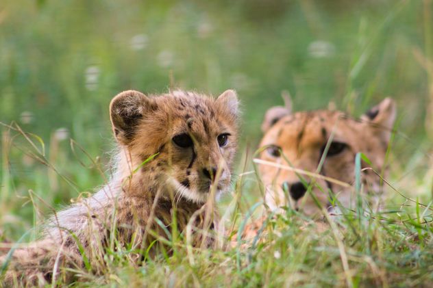 Cheetah baby with mother in grass - Free image #187433