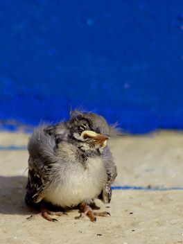 Small young sparrow - бесплатный image #187763