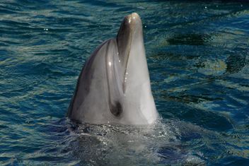Dolphin in dolphinarium pool - бесплатный image #187773