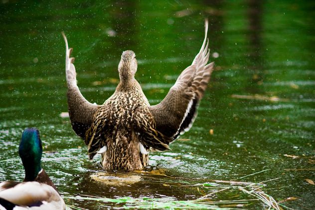 Ducks splashing in pond - Free image #187783