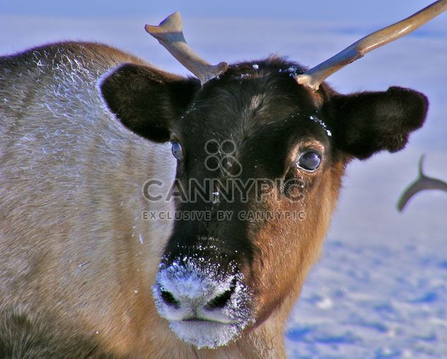 Spring on the Yamal Peninsula - deer - image gratuit #197893 