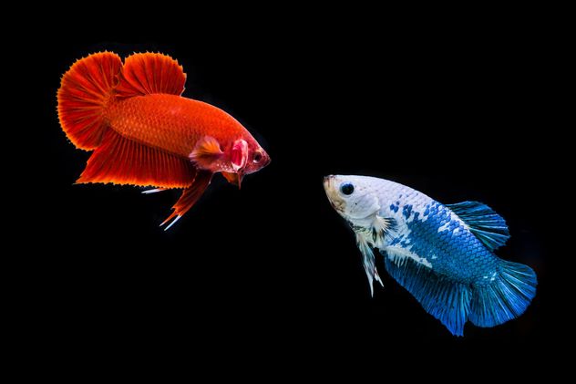 Siames fighting fishes - Free image #198063