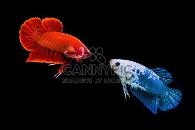 Siames fighting fishes - image #198063 gratis