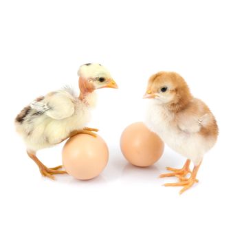 Chickens and eggs - бесплатный image #198073