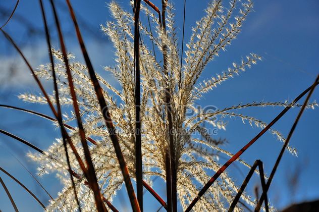 Reeds on the blue sky backgtound - image #198163 gratis