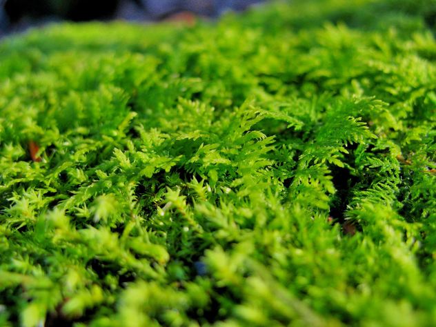 Moss close-up view - Kostenloses image #198173