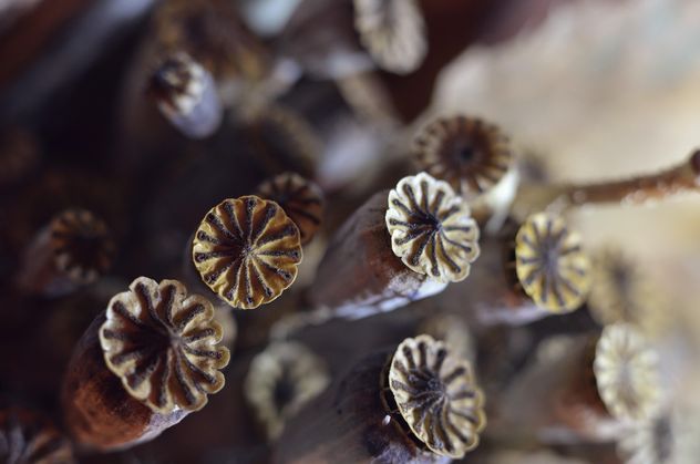 Poppy seed pods - Kostenloses image #198193