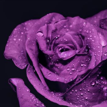 Purple rose with water drops - image #198203 gratis