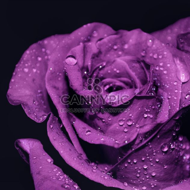 Purple rose with water drops - Free image #198203