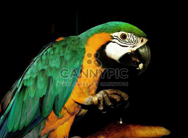 Portrait of macaw parrot - image #198223 gratis