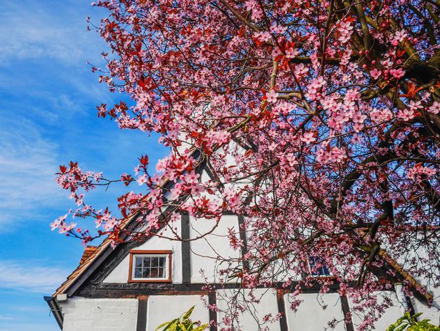 English cottage behind blooming tree - Free image #198273