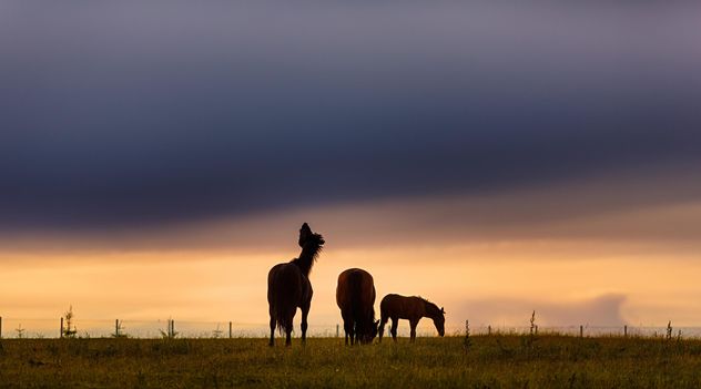 horse in the field close up - image gratuit #198583 