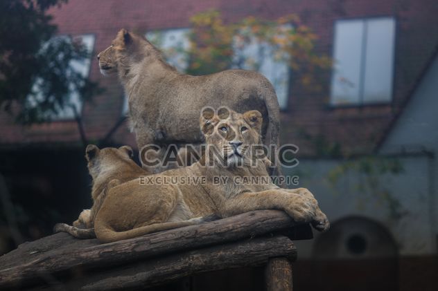 lions in budapest zoo - image #198653 gratis