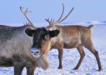 Reindeers - Free image #199003