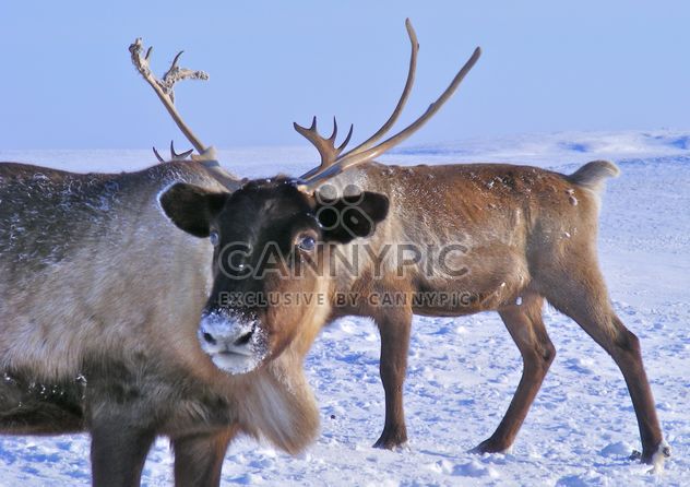 Reindeers - Kostenloses image #199003