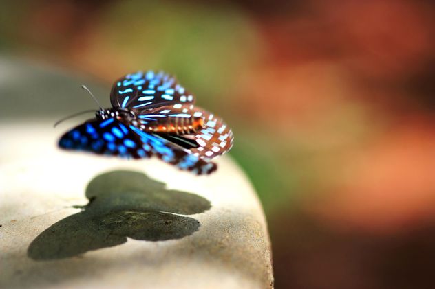 #butterfly #sammyiconfun - Free image #199033