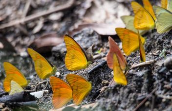 Yellow butterflies - Free image #199043