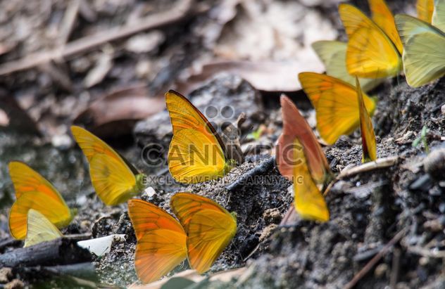 Yellow butterflies - image #199043 gratis