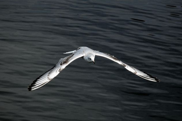 Seagull flying over sea - Free image #201433
