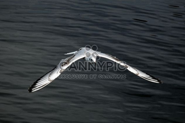 Seagull flying over sea - image #201433 gratis
