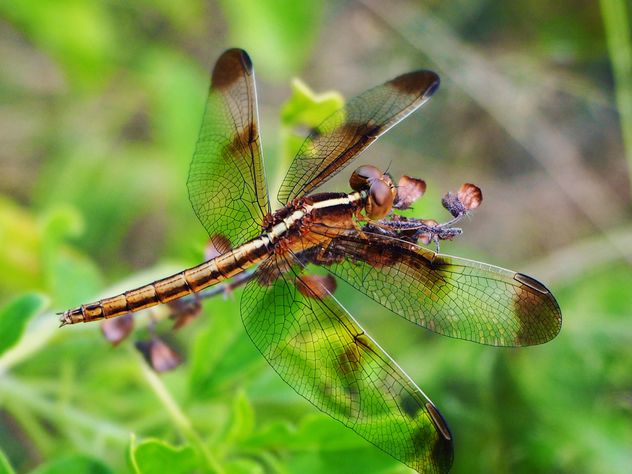 Dragonfly on the herb - Free image #201503