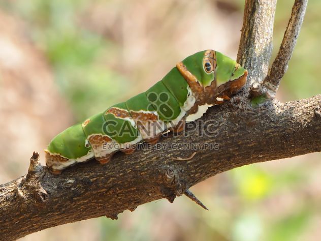 Green caterpillar on the branch - image gratuit #201523 
