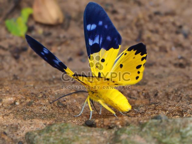 The Spotted Golden-looper moth butterflie macro - Free image #201533
