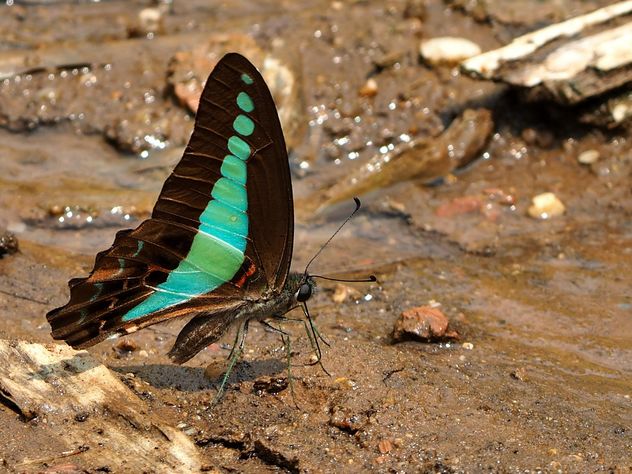 Black-blue butterfly - image #201553 gratis