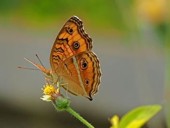 Orange butterfly - Free image #201563