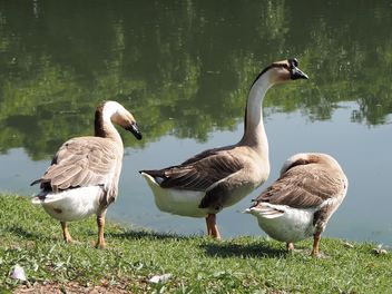 Goose in the park called - image #201573 gratis