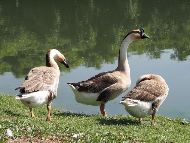 Goose in the park called - Free image #201573