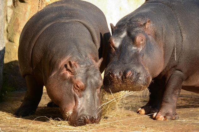 Hippos In The Zoo - Kostenloses image #201583