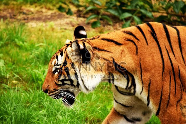 Tiger in the Zoo - image #201663 gratis