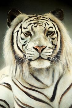 White tiger - image gratuit #201673 