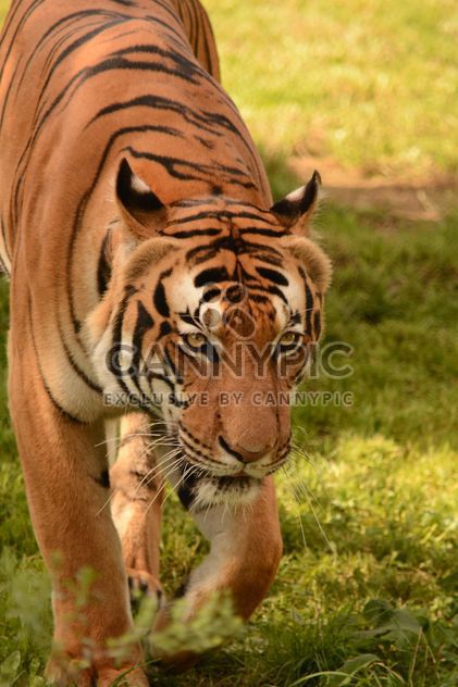 Tiger Close Up - image #201703 gratis