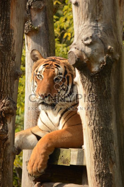 Tiger Close Up - Kostenloses image #201713