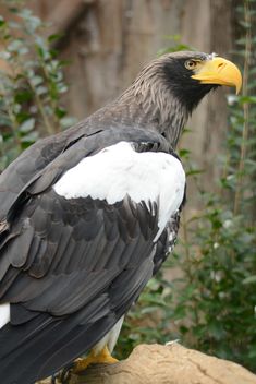 Close-Up Portrait Of Eagle - image gratuit #201723 