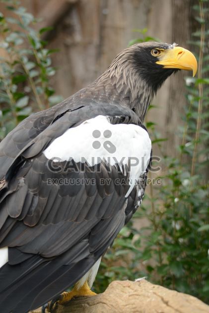 Close-Up Portrait Of Eagle - image gratuit #201723 