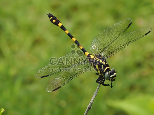 Tiger Dragonfly - image #201733 gratis