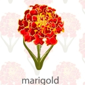 Vector Marigold Flower - vector #203923 gratis